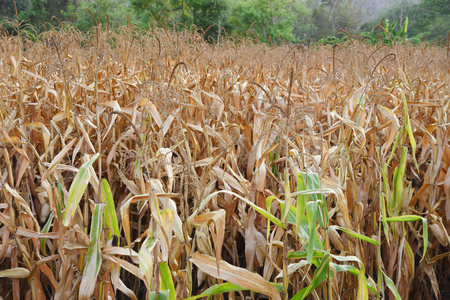 view of the corn field in Thailandの写真素材