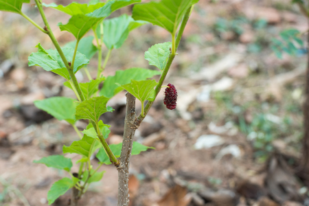 closed up the mulberry treeの写真素材
