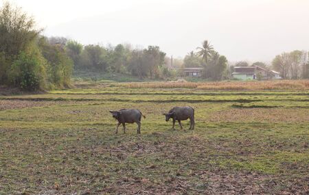 the buffaloes are in the farmの写真素材