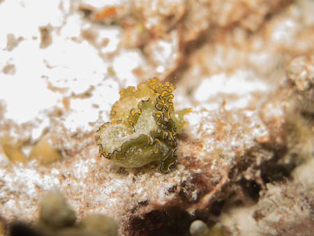 closed up the nudibranch in Myanmar divesiteの写真素材