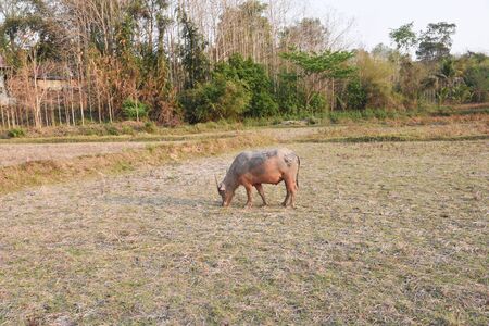 the buffalo is in the farmの写真素材