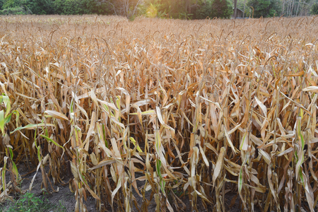 view of the corn field in Thailandの写真素材