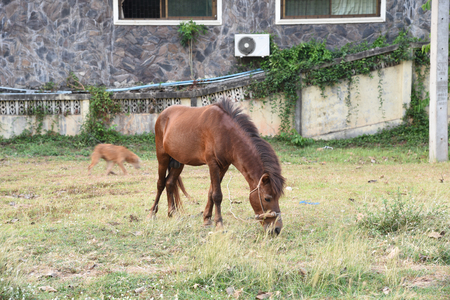 closed up the horse is eating grass on a filedの写真素材