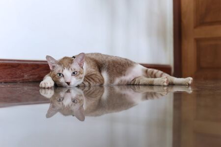 the salit cat is trying to sleepの写真素材