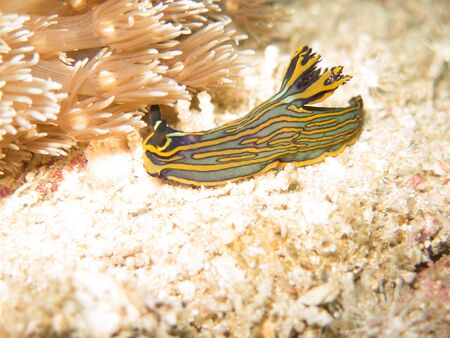 closed up the nudibranch in Myanmar divesiteの写真素材