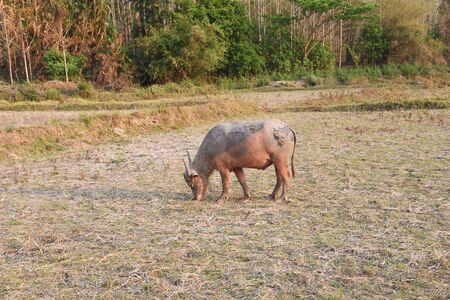 the buffalo is in the farmの写真素材