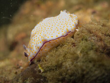 closed up the nudibranch in Myanmar divesiteの写真素材