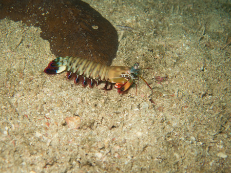 closed up the mantis shrimp in Myanmar divesiteの写真素材