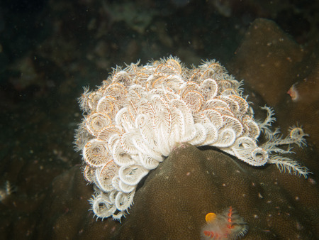 closed up the feather star in Myanmar divesiteの写真素材