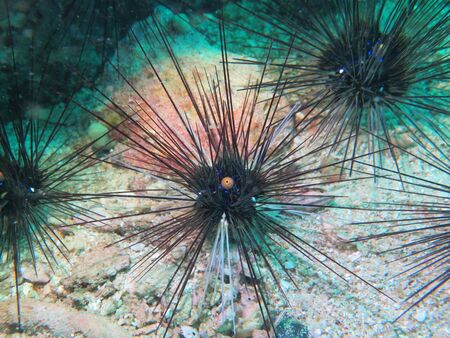 closed up the sea urchin in Myanmar divesiteの写真素材