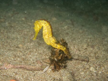 closed up the yellow seahorse in Myanmar divesiteの写真素材