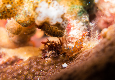 closed up the dancing shrimps in myanmar divesiteの写真素材