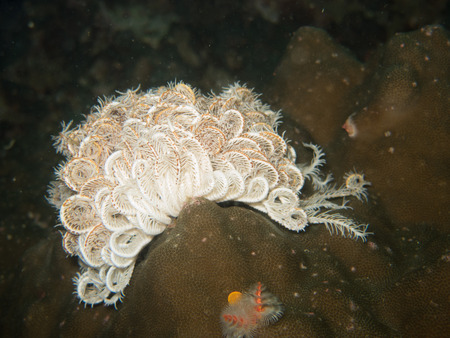 closed up the feather star in Myanmar divesiteの写真素材