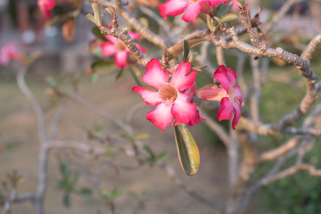 closed up the desert roseの写真素材