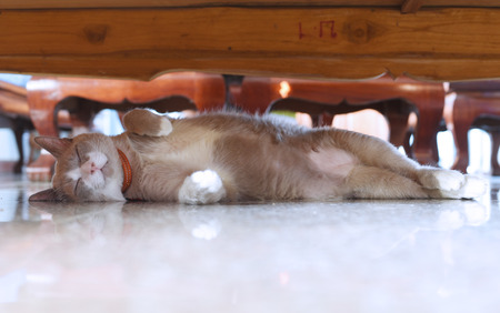 the fatty grey cat is sleeping under tableの写真素材