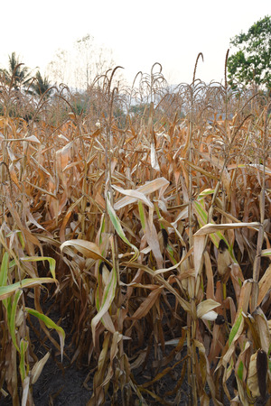 view of the corn field in Thailandの写真素材