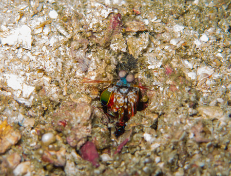 closed up the mantis shrimp in Myanmar divesiteの写真素材
