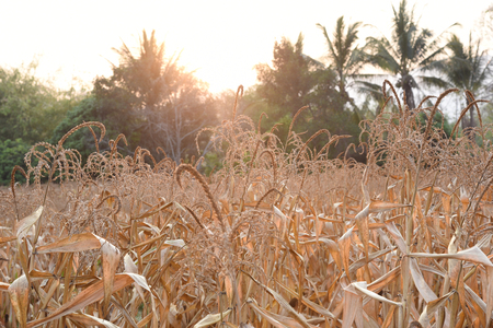 view of the corn field in Thailandの写真素材
