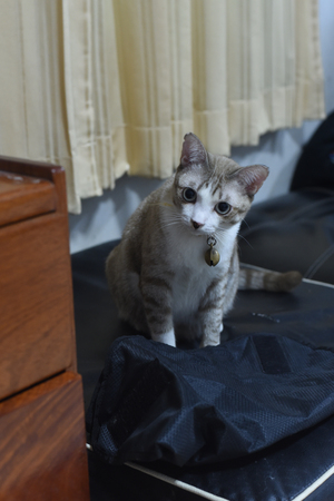 closed up the salit cat is looking somethingの写真素材