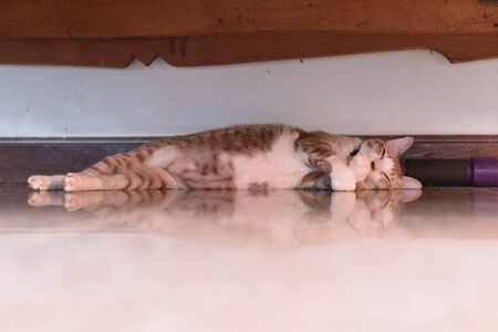 the salit cat is trying to sleepの写真素材