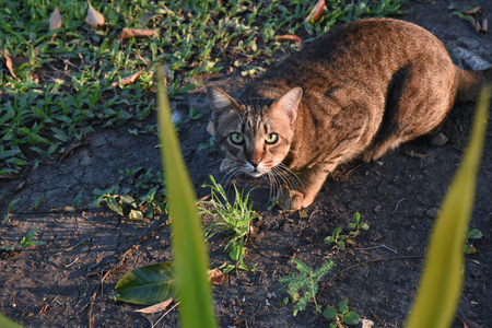 closed up the tabby cat in a parkの写真素材