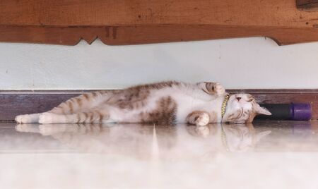 the salit cat is trying to sleepの写真素材