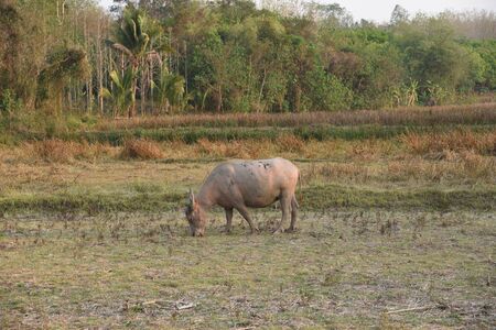 the buffalo is in the farmの写真素材