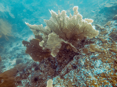 the big sea fan in Myanmar divesiteの写真素材