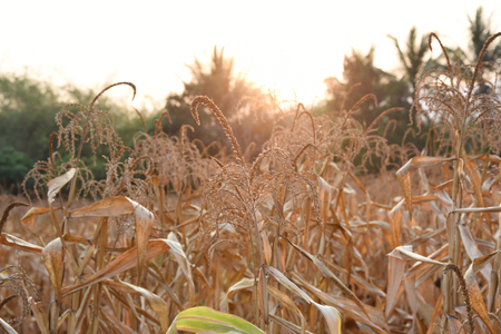 view of the corn field in Thailandの写真素材