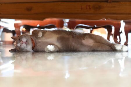 the fatty grey cat is sleeping under tableの写真素材