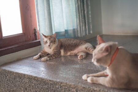 the tabby cat is looking fatty catの写真素材