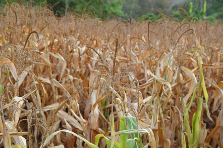view of the corn field in Thailandの写真素材