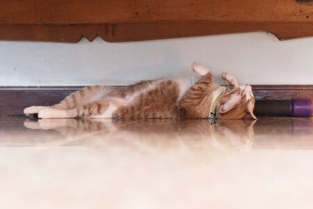 the salit cat is trying to sleepの写真素材
