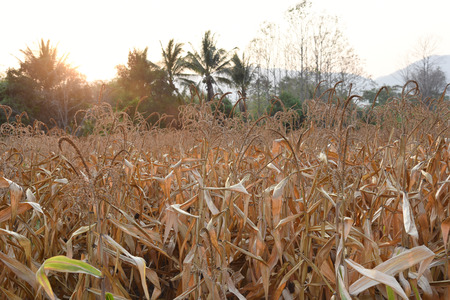 view of the corn field in Thailandの写真素材