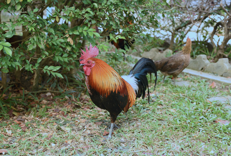 the rooster is finding food on a groundの写真素材