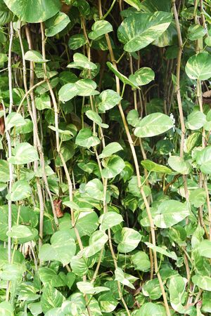 closed up the golden pothos on a treeの写真素材