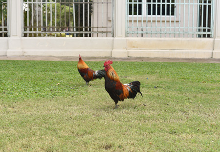 the rooster is finding food on a groundの写真素材