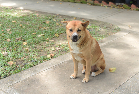 the thai fat strayed dog is sitting on the groundの写真素材