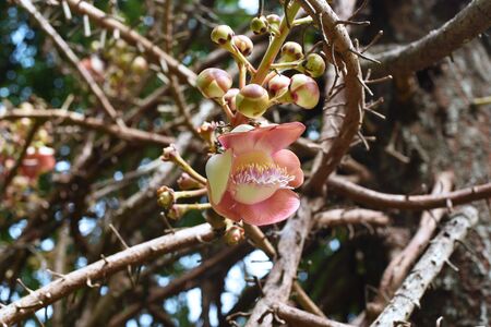 closed up the cannonball flower in a parkの写真素材
