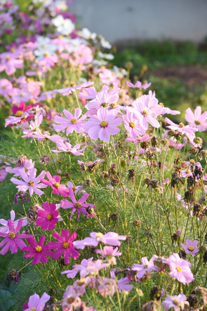 closed up the purple cosmos fieldの写真素材