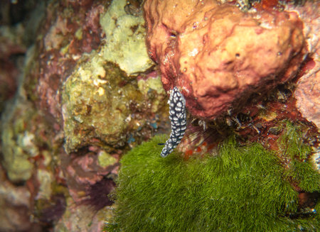closed up the nudy branch in Anilao, Philippinesの写真素材