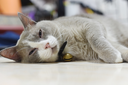 the fatty grey cat is sleeping on the floorの写真素材
