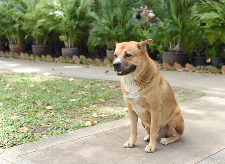 the thai fat strayed dog is sitting on the groundの写真素材