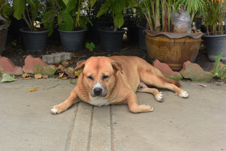 The fat strayed dog is sleeping on the groundの写真素材