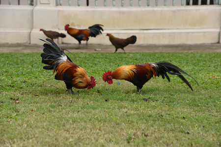 The rooster is finding food on a groundの写真素材