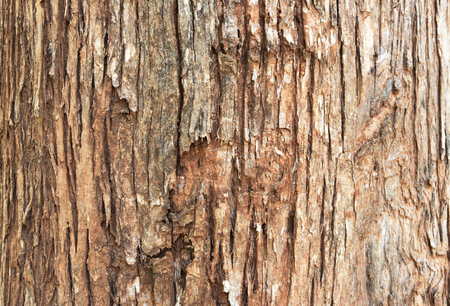 closed up the wood wall backgroundの写真素材