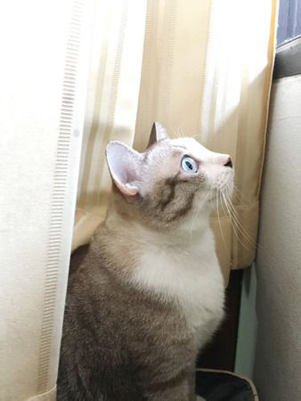Closed up the cat is looking something outside a windowの写真素材