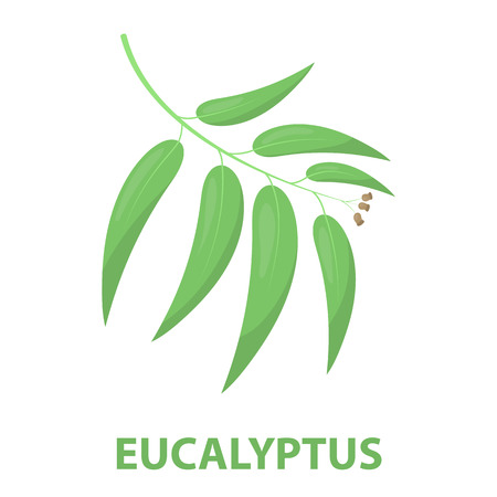 Eucalyptus vector illustration icon in cartoon designのイラスト素材