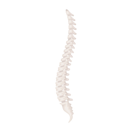 Spine icon in cartoon style isolated on white background. Organs symbol vector illustration.のイラスト素材