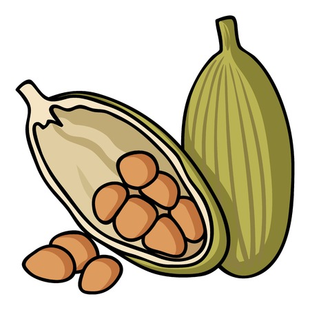 Cocoa fruit icon in cartoon style isolated on white background. Herb an spices symbol vector illustration.のイラスト素材
